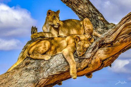 Lejon - Tarangire National Park - Tanzania.