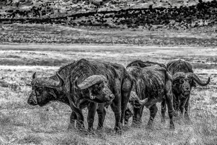 African Buffalo - Ngoronogoro Crater - Tanzania