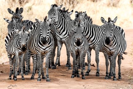 Zebra Färg - Tarangire National Park - Tanzania.