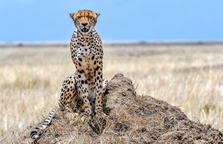 Gepard - Serengeti National Park - Tanzania