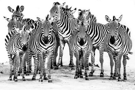 Zebra svartvitt - Tarangire National Park - Tanzania.